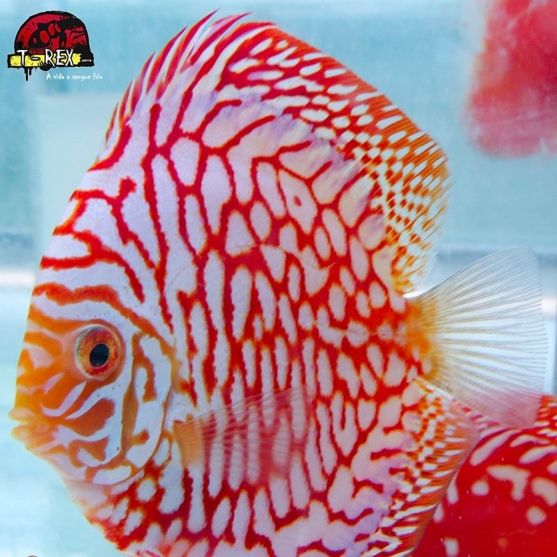 peixe colorido para aquario