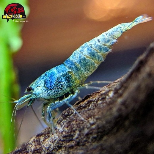 comprar camarão colorido