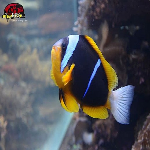 comprar peixes de água salgada