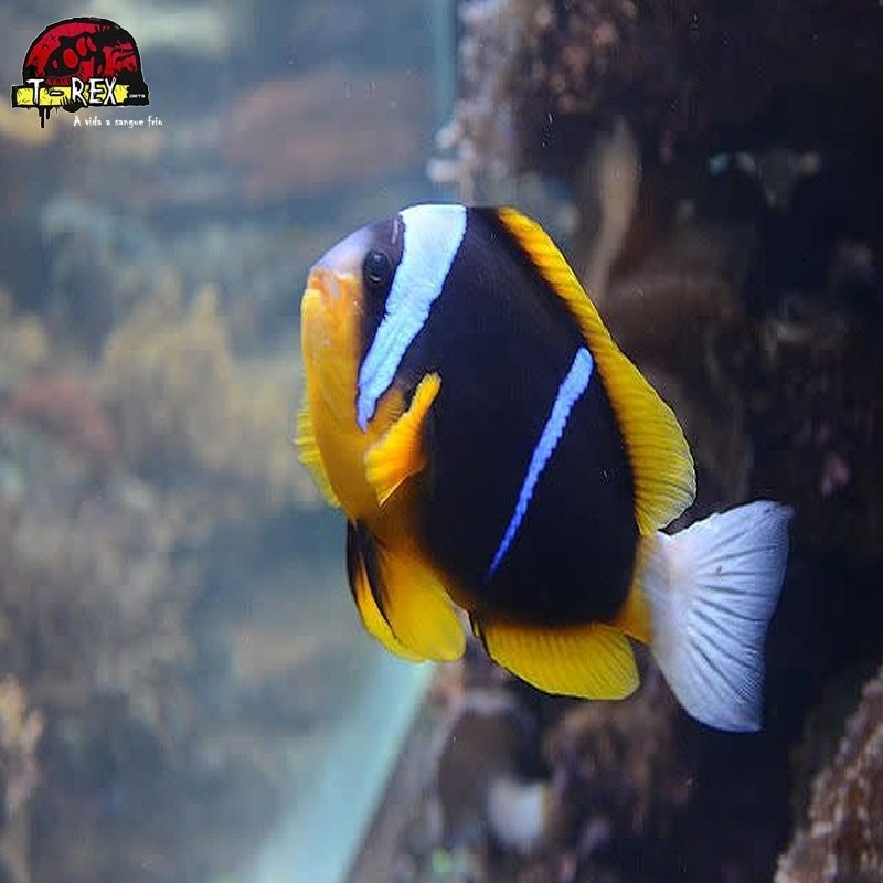 comprar peixes de água salgada