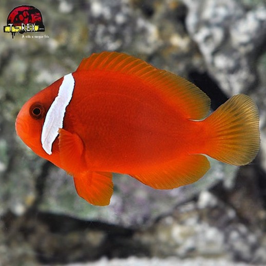 comprar peixes de água salgada