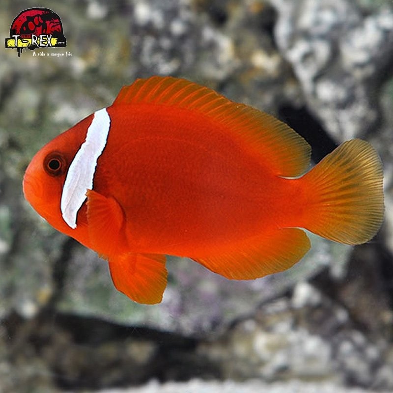 comprar peixes de água salgada