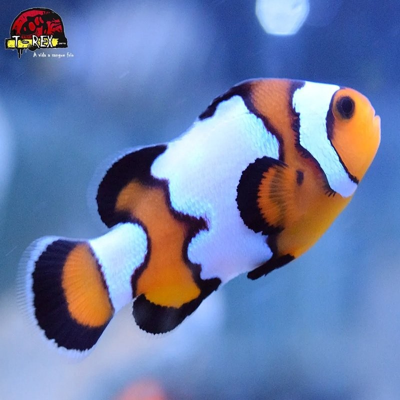 comprar peixes de água salgada