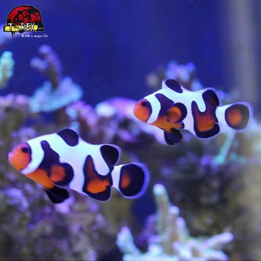 comprar peixes de água salgada