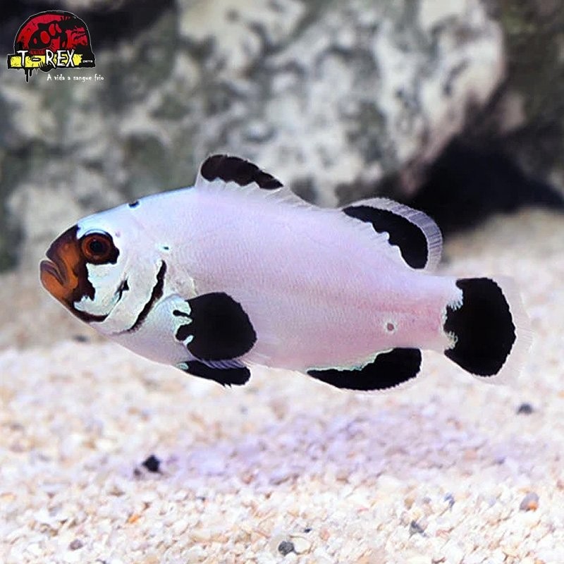 comprar peixes de água salgada