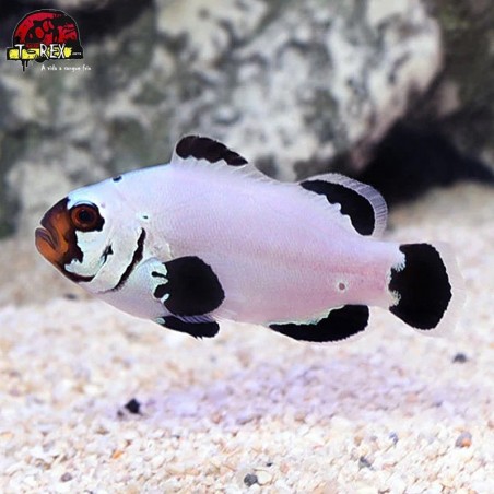 comprar peixes de água salgada