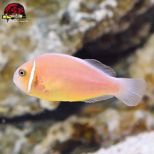 comprar peixes de água salgada