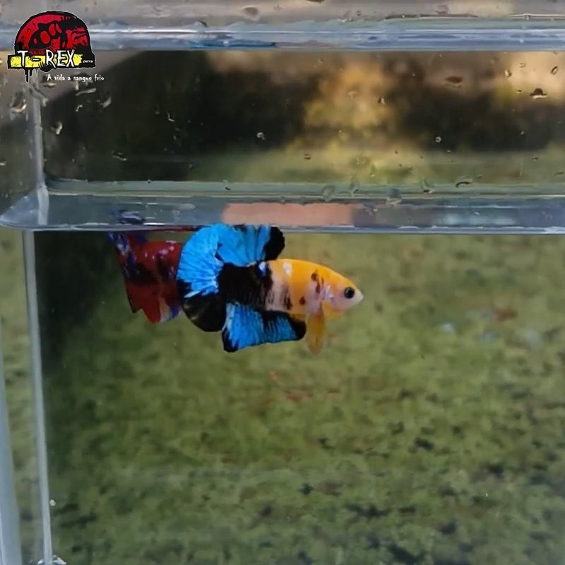 betta de linhagem a venda