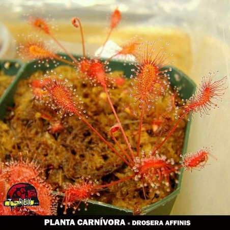 Muda de Drosera Affinis