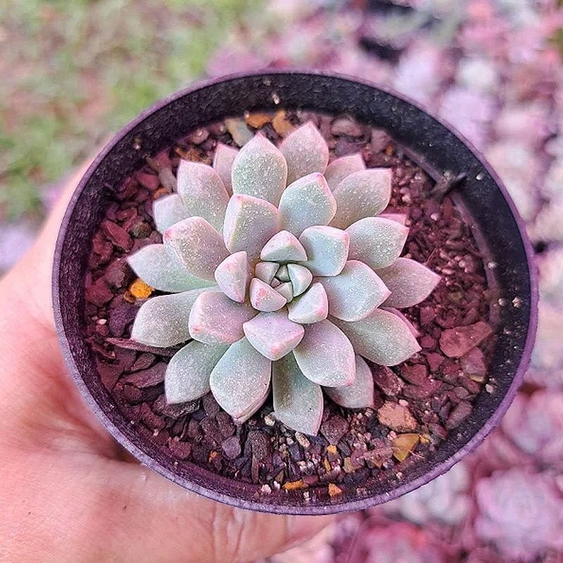 comprar suculenta comprar suculenta