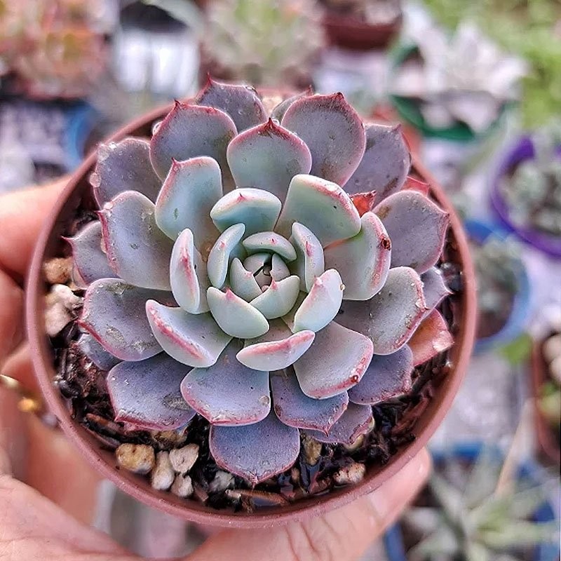 comprar suculenta rara