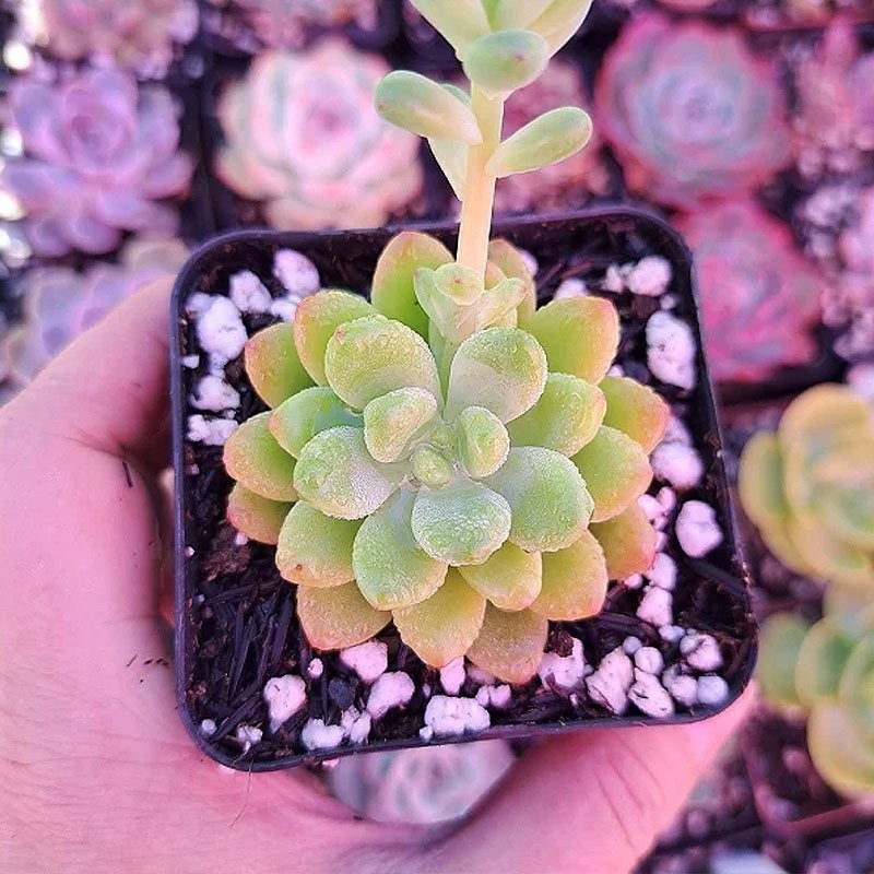 comprar suculenta rara comprar suculenta rara