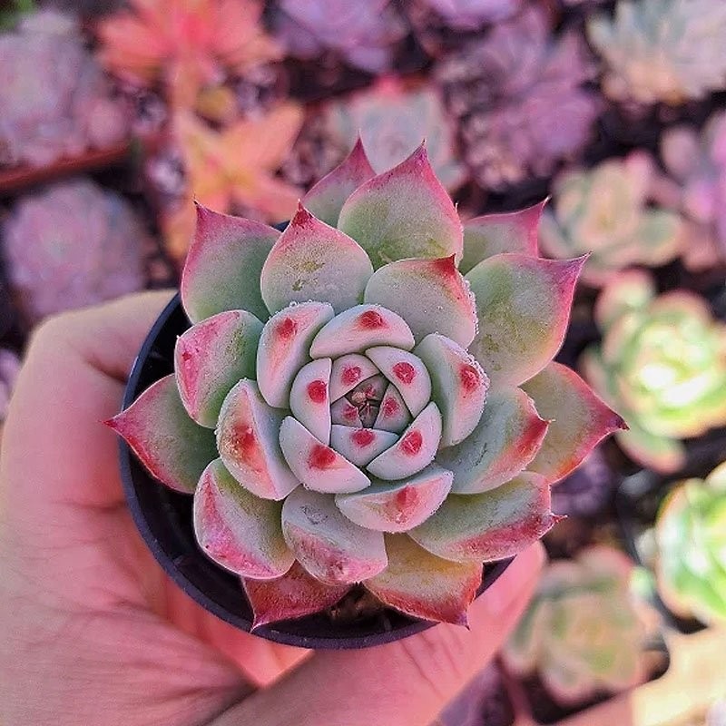 comprar suculenta rara comprar suculenta rara