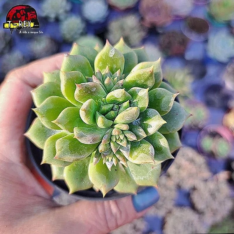 comprar muda de echeveria sleepy comprar muda de echeveria sleepy