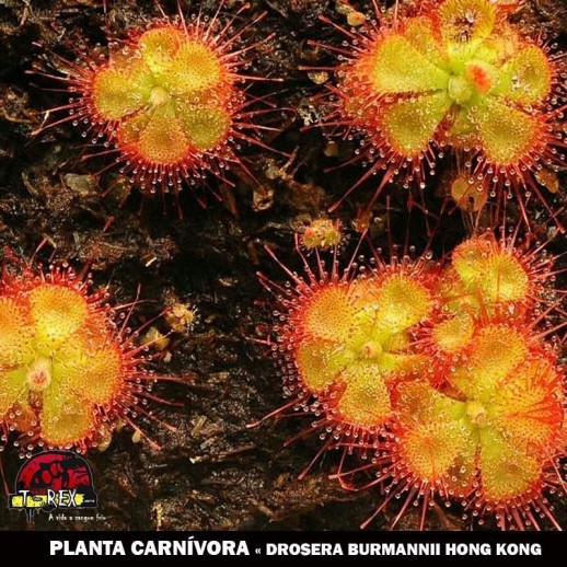 Comprar drosera burmanni hong kong Comprar drosera burmanni hong kong