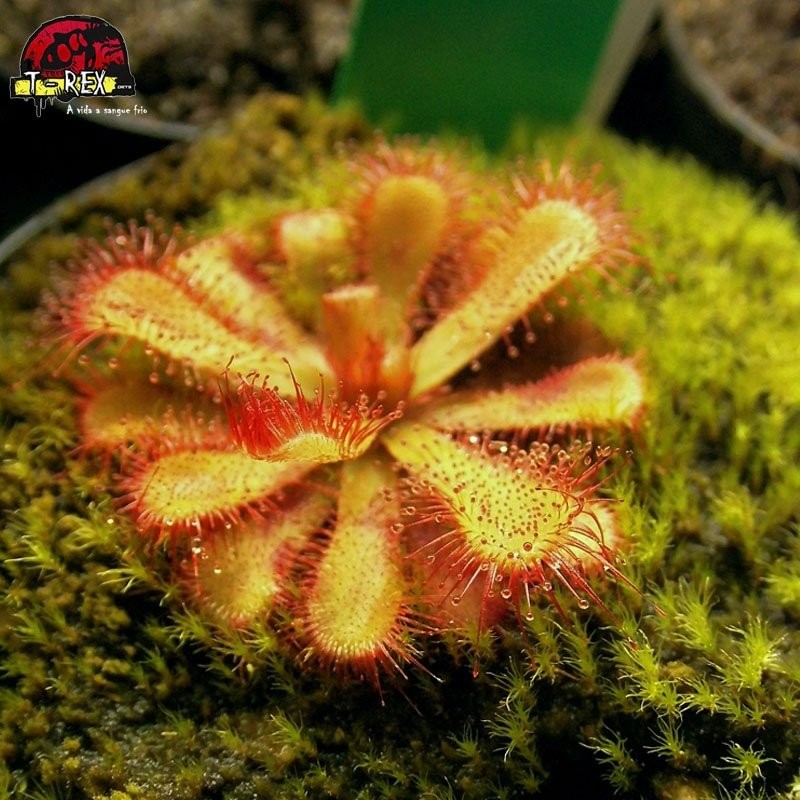 muda de carnivora Drosera Burmanni muda de carnivora Drosera Burmanni