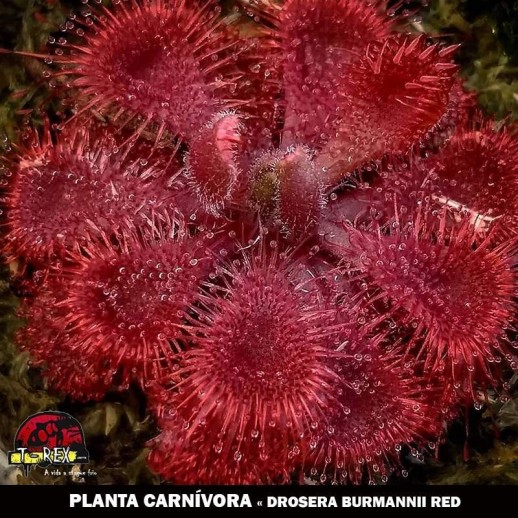 Muda Drosera burmanni red Muda Drosera burmanni red
