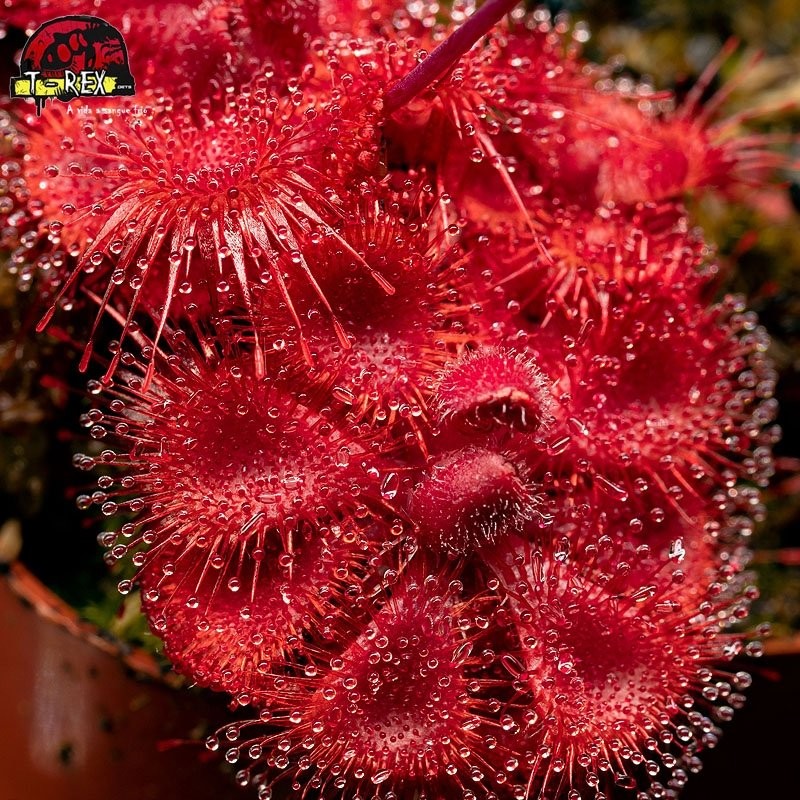 venda de Drosera Burmanni Red venda de Drosera Burmanni Red