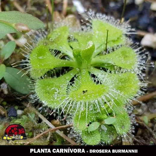 Planta carnívora Drosera Burmanni Planta carnívora Drosera Burmanni