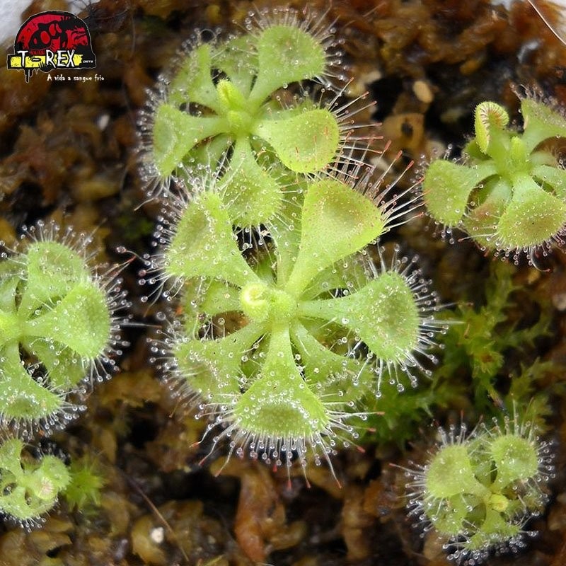 Venda de planta carnívora Drosera Burmanni Venda de planta carnívora Drosera Burmanni