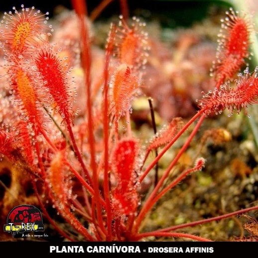 Comprar planta carnivora Drosera Affinis Comprar planta carnivora Drosera Affinis