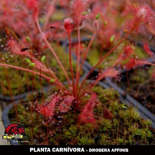 venda de Drosera Affinis carnivora venda de Drosera Affinis carnivora