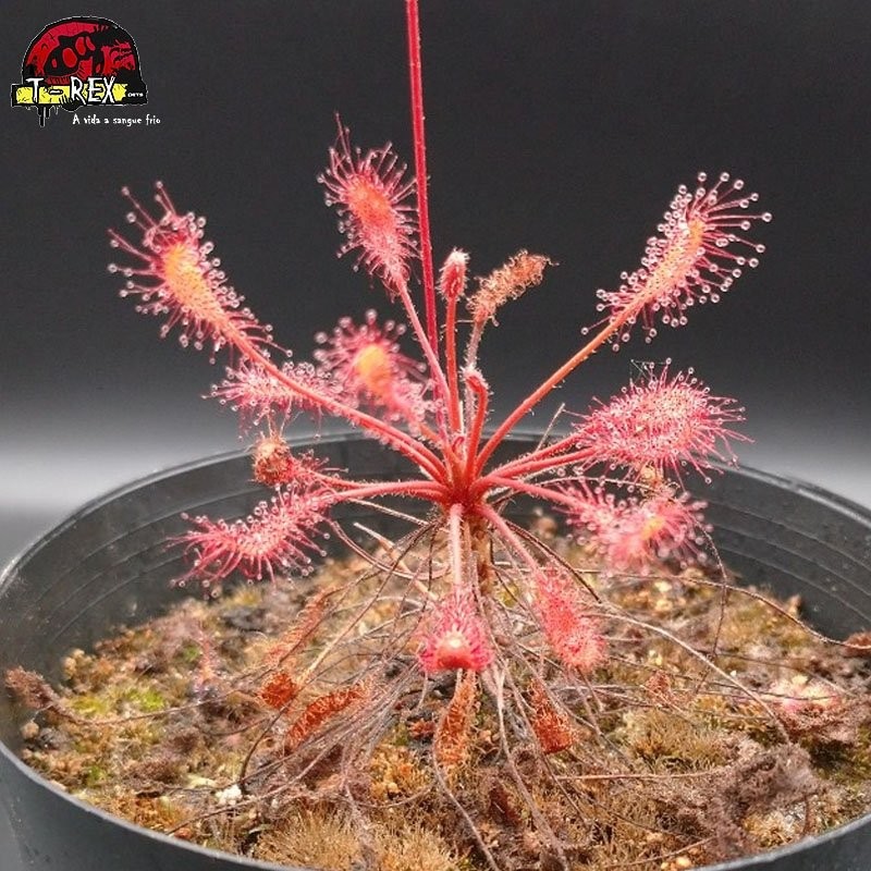 venda de Drosera Affinis carnivora venda de Drosera Affinis carnivora