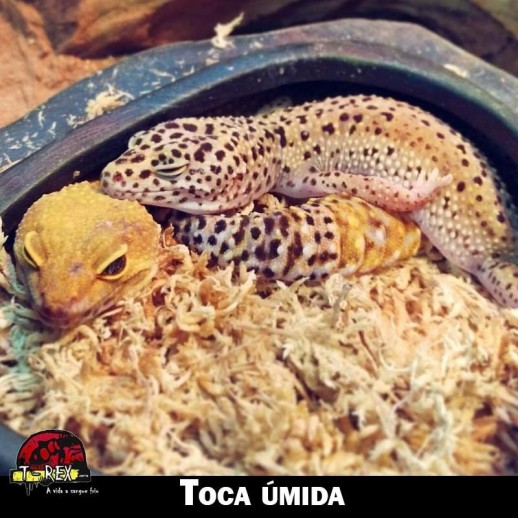 Toca para Leopard Gecko Toca para Leopard Gecko