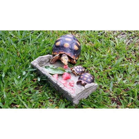 African Rock II Répteis | Iguana | Jabuti | Corn Snake 