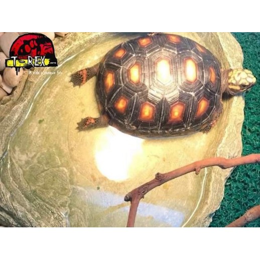 Lago | Bebedouro  XXG| Iguana | Dragão | Gecko