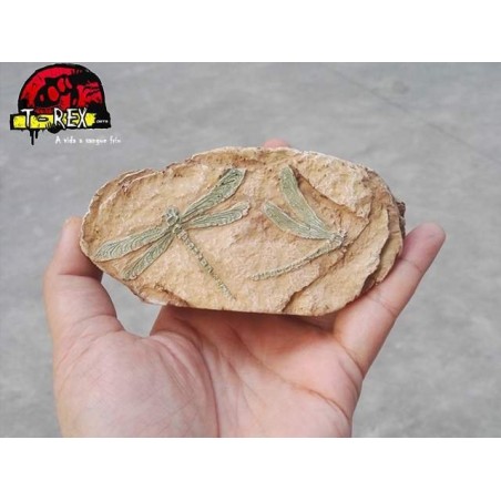 Fóssil Velociraptor