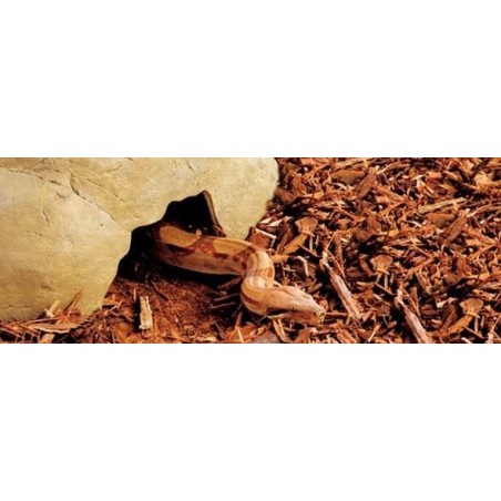 Reptile Cave