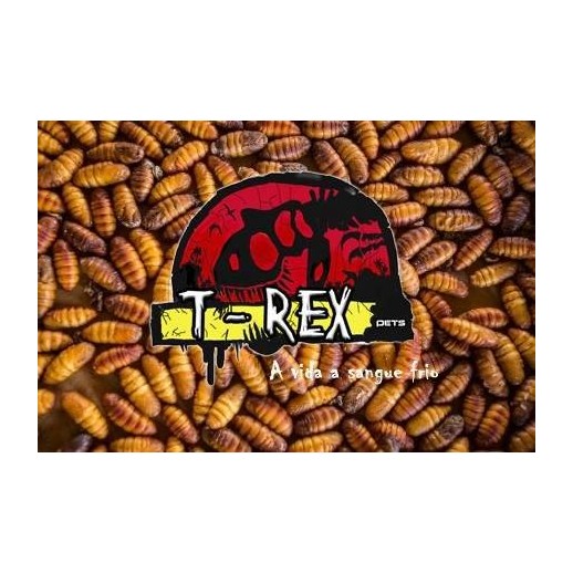 Larvas Bicho da Seda