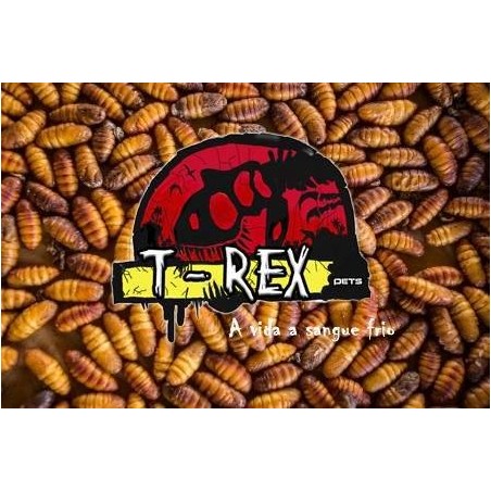 Larvas Bicho da Seda