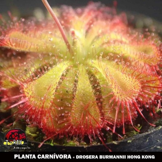 comprar planta carnivora online drosera