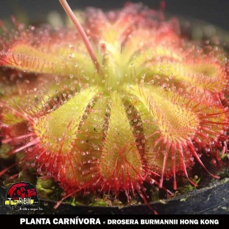 comprar planta carnivora online drosera