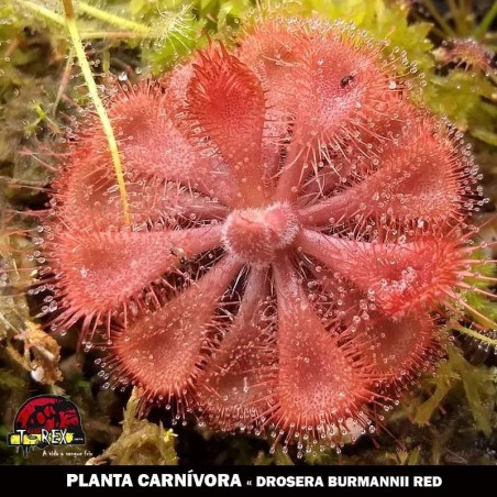 venda de Drosera Burmanni Red