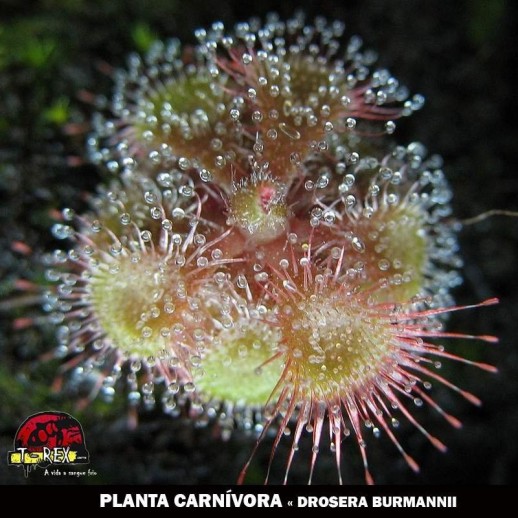 Venda de planta carnívora online Drosera Burmanni