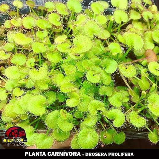 loja de planta carnivora