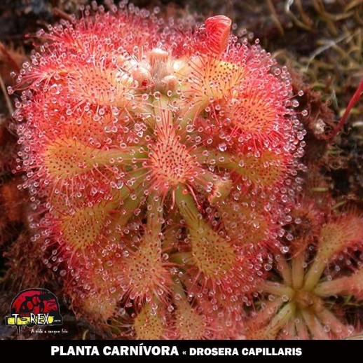 mudas de plantas carnivoras