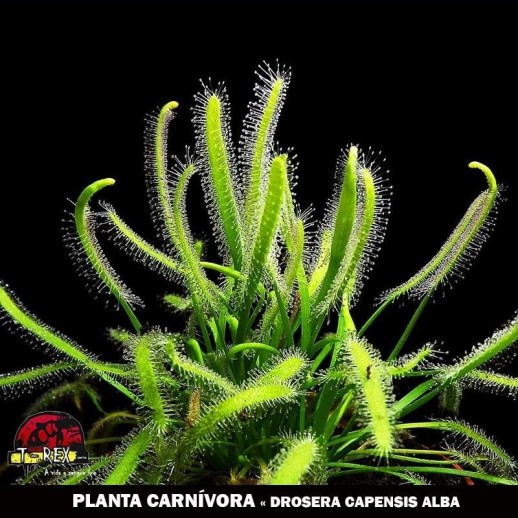 loja de planta carnivora