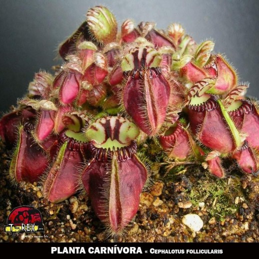 venda de plantas carnívoras Cephalotus follicularis