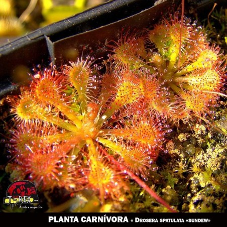venda planta carnívora sao paulo