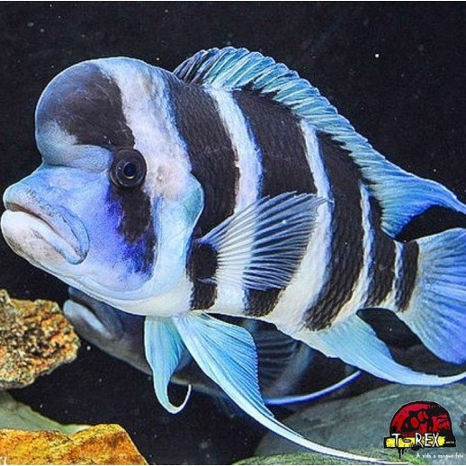 CYNOTILAPIA FRONTOSA 6 BARRAS