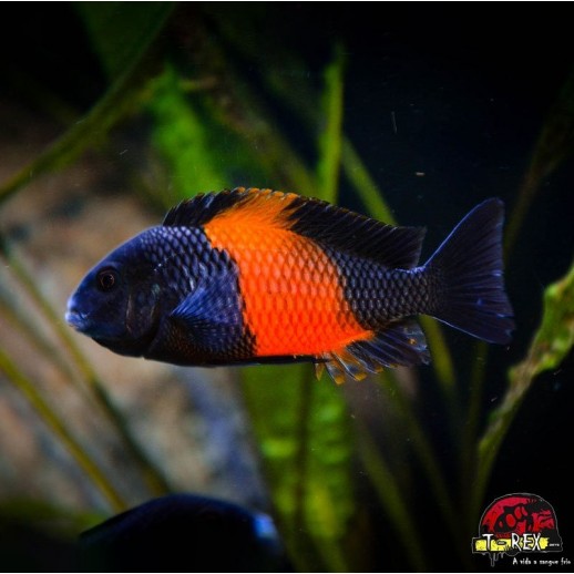 TROPHEUS MOORII BEMBA RED