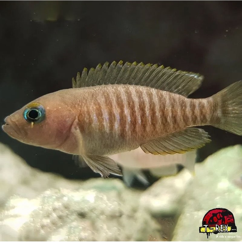 LAMPROLOGUS MULTI FASCIATUS comprar