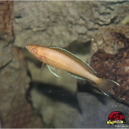 PARACIPRICHROMIS NIGRIPINNIS BLUE NEON ALBINO
