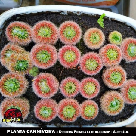 muda planta carnivora pigmeia
