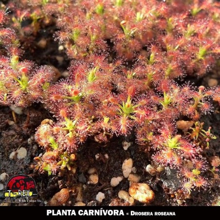mudas plantas carnivoras pigmeia