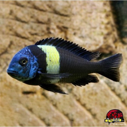 TROPHEUS DUBOISI